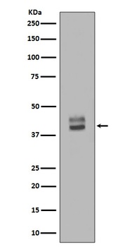 ERK1/2 MAPK3 Rabbit Monoclonal Antibody