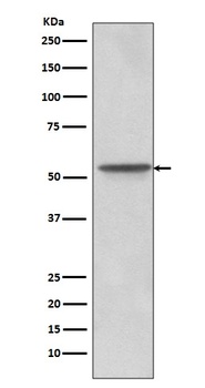 Src Rabbit Monoclonal Antibody