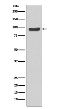 SP1 Rabbit Monoclonal Antibody