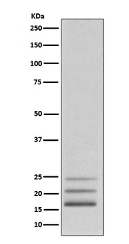 FGF2/Fgf Basic Rabbit Monoclonal Antibody