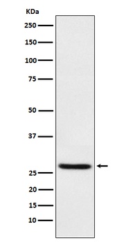 EIF4E Monoclonal Antibody