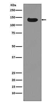 Dnmt3a Rabbit Monoclonal Antibody