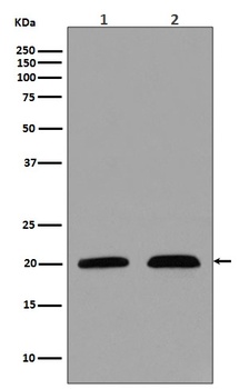 p21 CDKN1A Rabbit Monoclonal Antibody