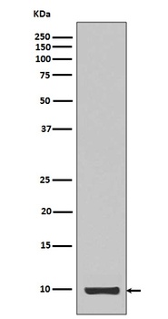 IGF1/Igf I Rabbit Monoclonal Antibody
