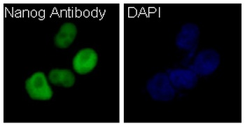 Anti-Nanog Rabbit Monoclonal Antibody
