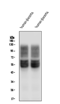 SLC2A1 Antibody (monoclonal, 10C10)