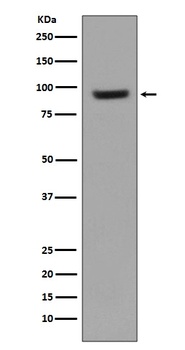 ICAM1/Cd54 Rabbit Monoclonal Antibody
