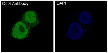 Oct4 POU5F1 Rabbit Monoclonal Antibody