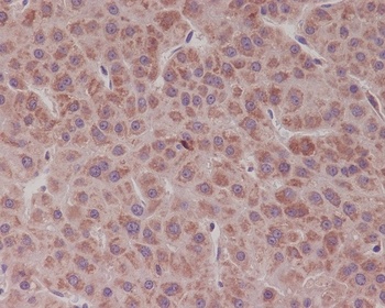 Bcl-XL BCL2L1 Rabbit Monoclonal Antibody