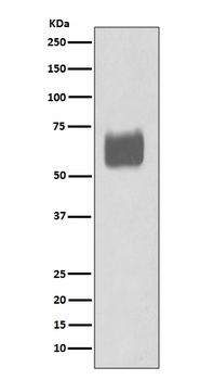 CD80/B7 1 Rabbit Monoclonal Antibody