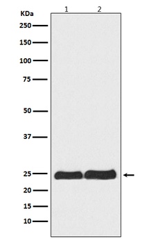 Ran Rabbit Monoclonal Antibody