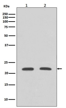 Rho A Rabbit Monoclonal Antibody
