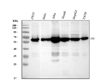 FTO Monoclonal Antibody