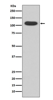 AhR Rabbit Monoclonal Antibody