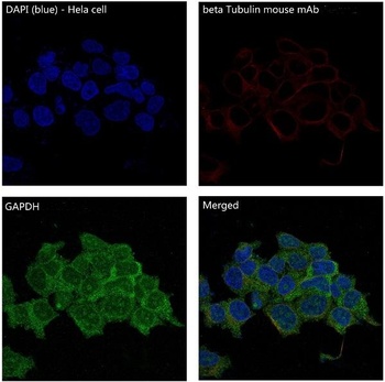 Anti-GAPDH Rabbit Monoclonal Antibody