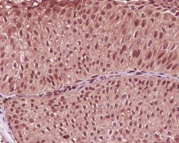 Anti-GAPDH Rabbit Monoclonal Antibody