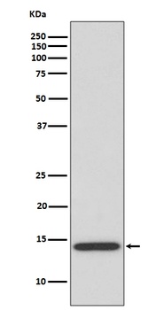 IL4 Rabbit Monoclonal Antibody
