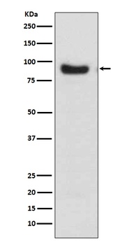 FoxO3a Rabbit Monoclonal Antibody
