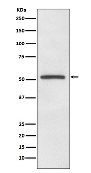 MiTF Rabbit Monoclonal Antibody