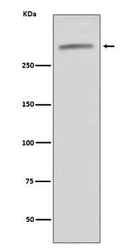 VWF/Von Willebrand Factor Rabbit Monoclonal Antibody