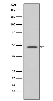 VASP Rabbit Monoclonal Antibody