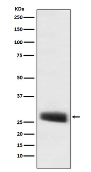POMC Rabbit Monoclonal Antibody