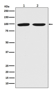 Dnmt3b Rabbit Monoclonal Antibody