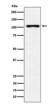 TPO Rabbit Monoclonal Antibody