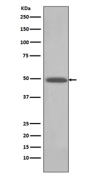 BMP4 Rabbit Monoclonal Antibody