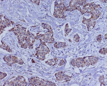 Anti-BMP4 Rabbit Monoclonal Antibody