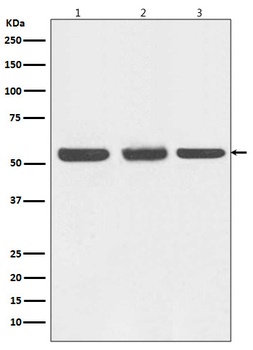 Anti-Beclin 1 BECN1 Monoclonal Antibody