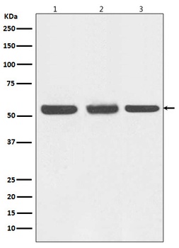 Beclin 1 BECN1 Monoclonal Antibody