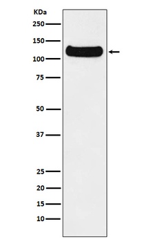DDB1 Monoclonal Antibody
