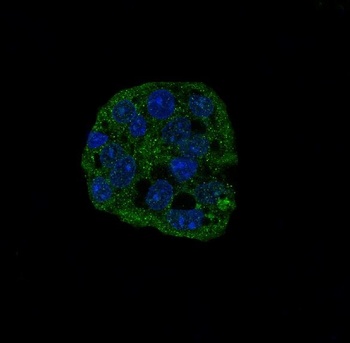Anti-active Caspase-3 CASP3 Rabbit Monoclonal Antibody
