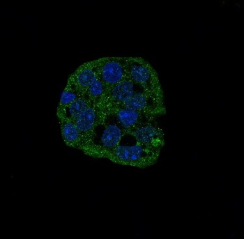 active Caspase-3 CASP3 Rabbit Monoclonal Antibody