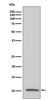 IGF2/IGF II Rabbit Monoclonal Antibody