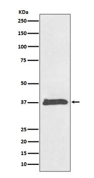 BMP2 Rabbit Monoclonal Antibody