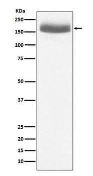 EGF Rabbit Monoclonal Antibody