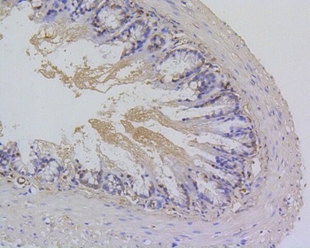 Survivin Birc5 Rabbit Monoclonal Antibody