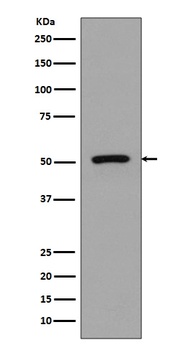 FLI1 Rabbit Monoclonal Antibody