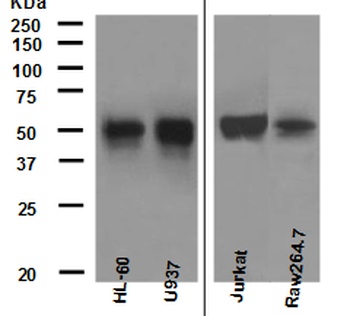 Anti-FLI1 Rabbit Monoclonal Antibody