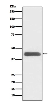 GATA1 Rabbit Monoclonal Antibody