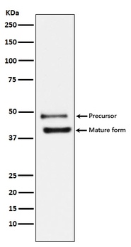 DR5 Rabbit Monoclonal Antibody