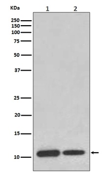 MIF Rabbit Monoclonal Antibody
