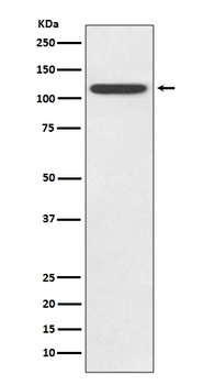 TLR5 Rabbit Monoclonal Antibody