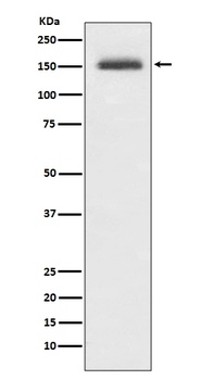Integrin alpha 4 ITGA4 Rabbit Monoclonal Antibody