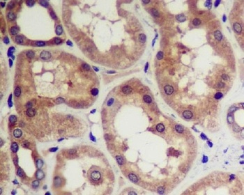 CDK5 Rabbit Monoclonal Antibody