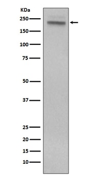 Anti-CD45 PTPRC Rabbit Monoclonal Antibody