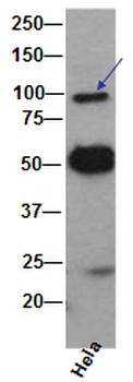 Anti-VCP Rabbit Monoclonal Antibody