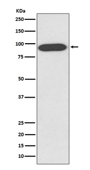 Anti-VCP Rabbit Monoclonal Antibody
